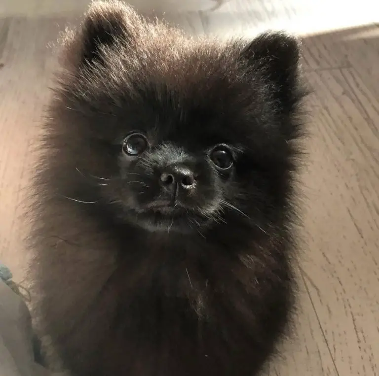 bearface pomeranians