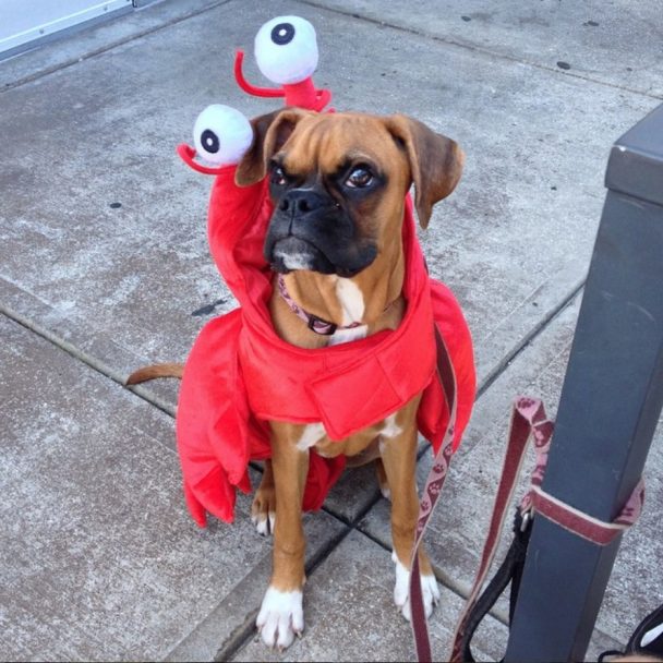 Boxer Dog Halloween Costume
 17 Best Halloween Costumes for Boxer Dogs Page 3 of 5