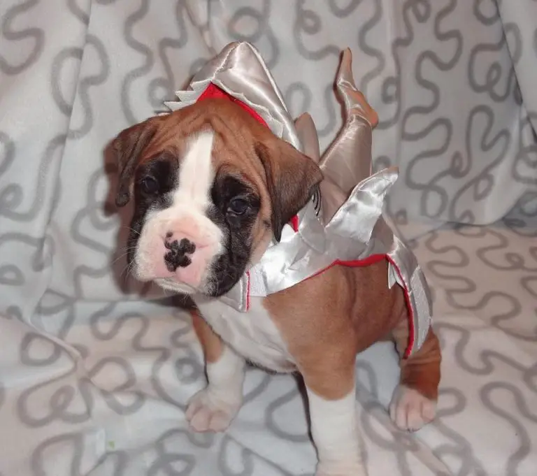 Boxer Dog Costume
 17 Best Halloween Costumes for Boxer Dogs Page 2 of 5