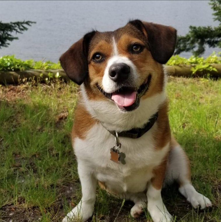 18 Beagles That Are Mixed With Corgis | The Paws