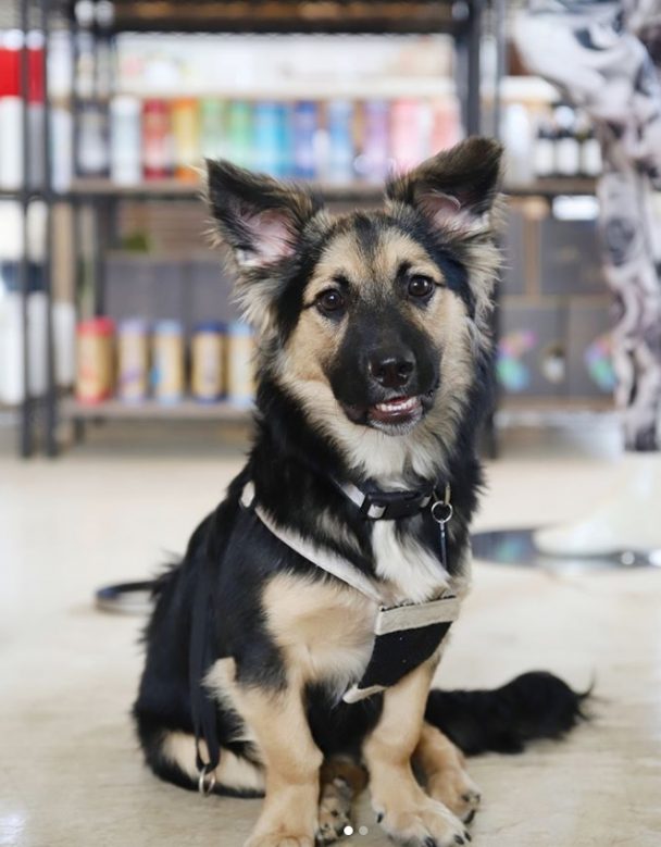 15 Corgi German Shepherd Mixes That Are Too Cute To Be Real | The Paws