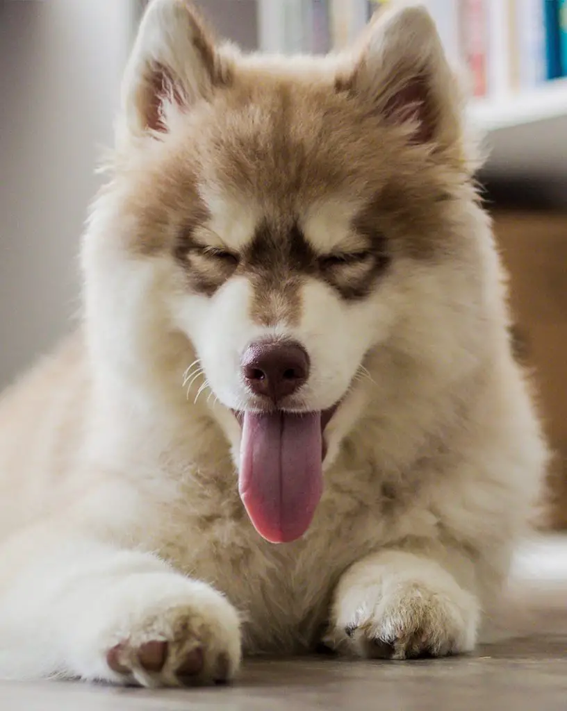 25 Unreal Corgi Husky Mixes You Have To See To Believe | Page 3 of 7