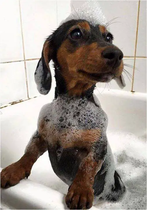 35 Pictures Only Dachshund Owners Will Think Are Funny - The Paws
