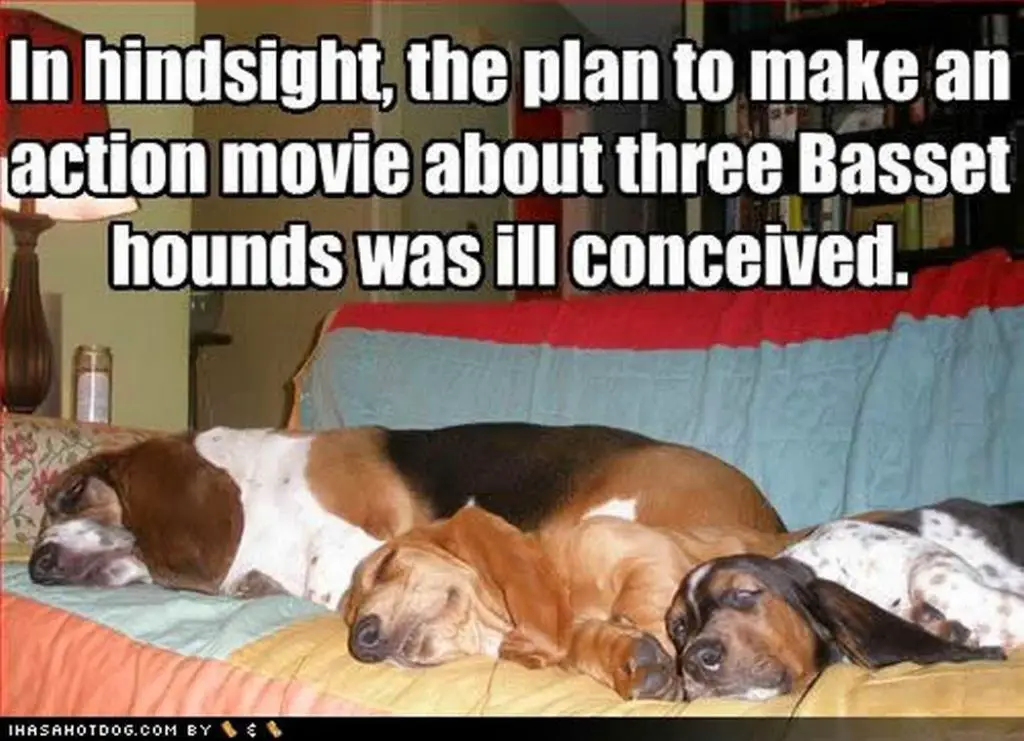 dog-meme-basset-lazy-1024x741.jpg