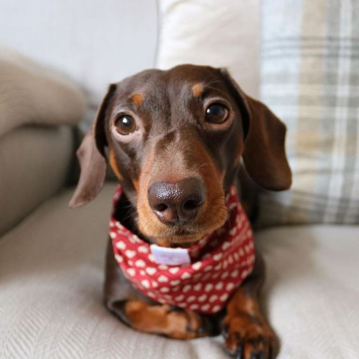 The 17 Cutest Sausage Dogs on Instagram - The Paws