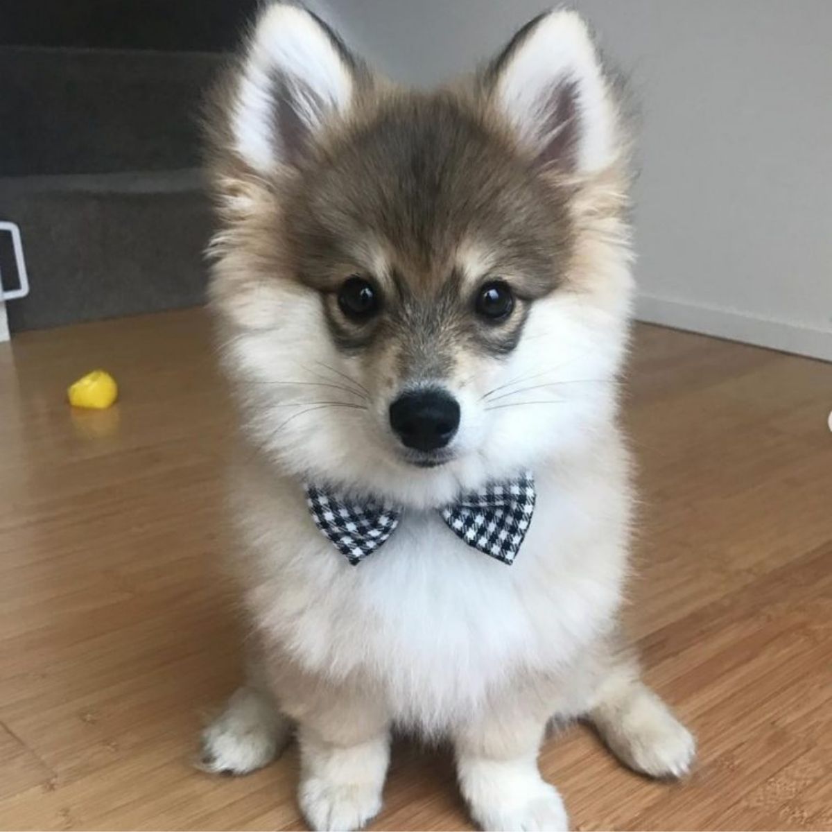 25 Most Popular Pomsky Dogs On The Internet - The Paws