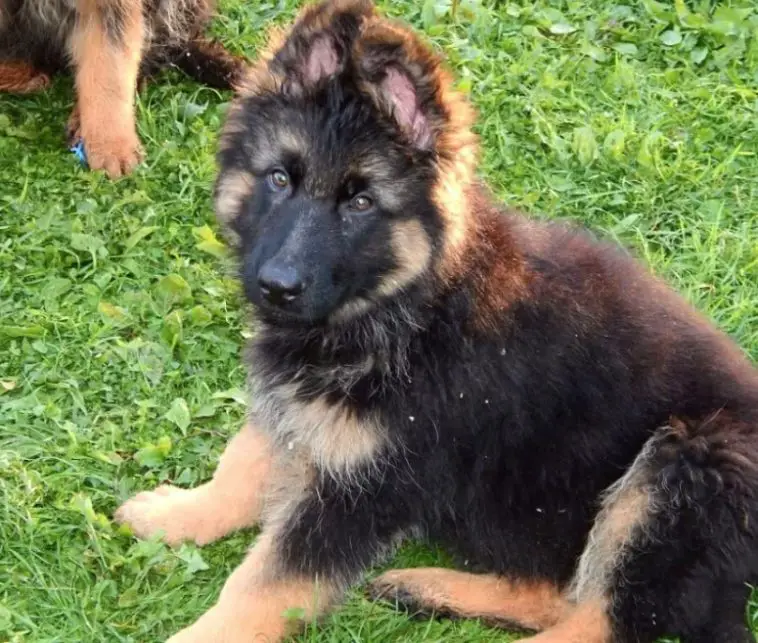 10+ Best German Shepherd Dog Names - The Paws