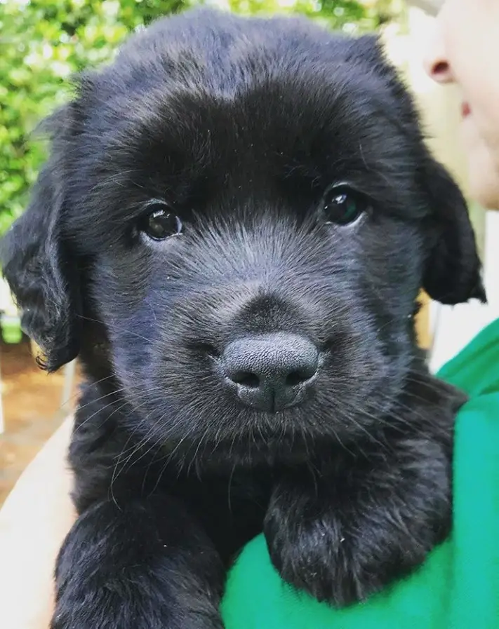 25 Black Golden Retriever Pictures You Need To See Before You Die - GolDen Retriever Black Puppy