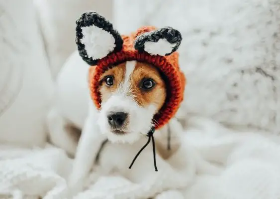 Best Halloween Costumes For Jack Russell Terriers The Paws