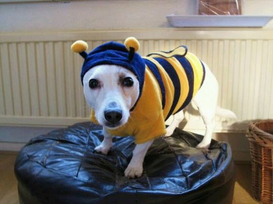 Best Halloween Costumes For Jack Russell Terriers The Paws