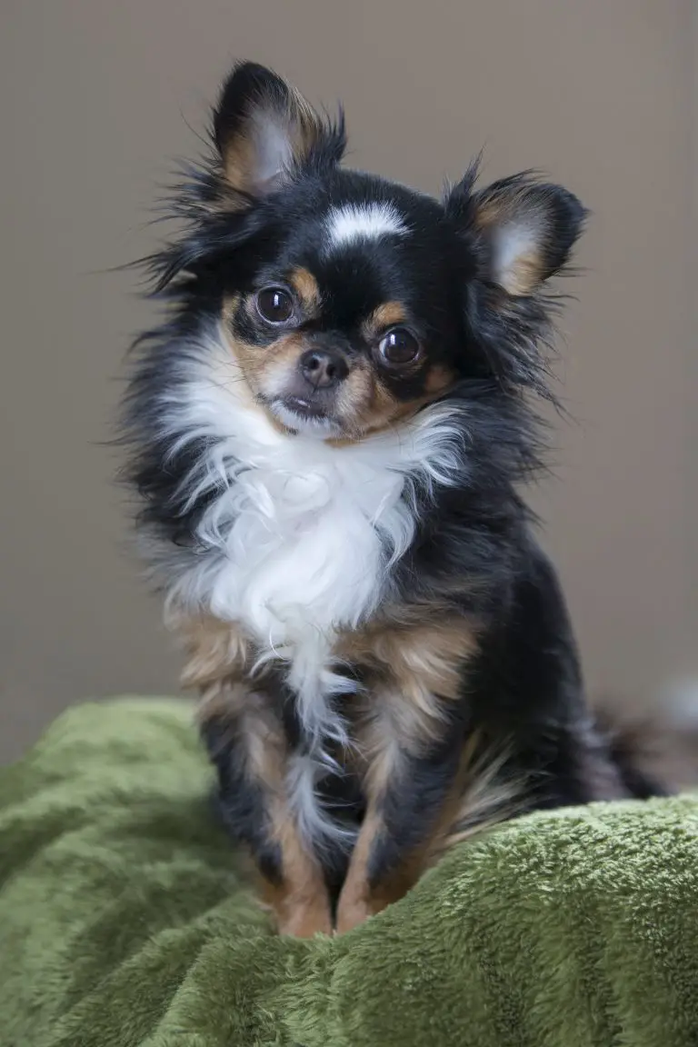 Meet 25 of the Cutest Long Haired Chihuahuas in the World | The Paws