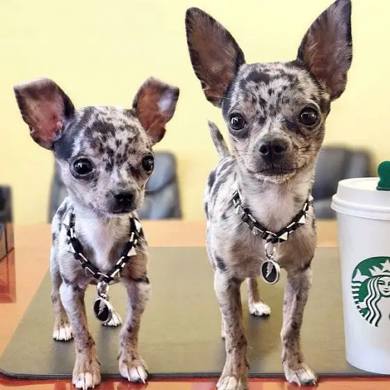 mini chihuahua breeders