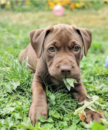 These 15 Cute Labrador Pitbull Mix Dogs Will Make You Fall In Love With