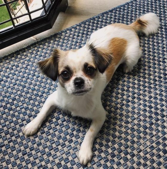 15-shih-tzus-mixed-with-chihuahuas-the-paws