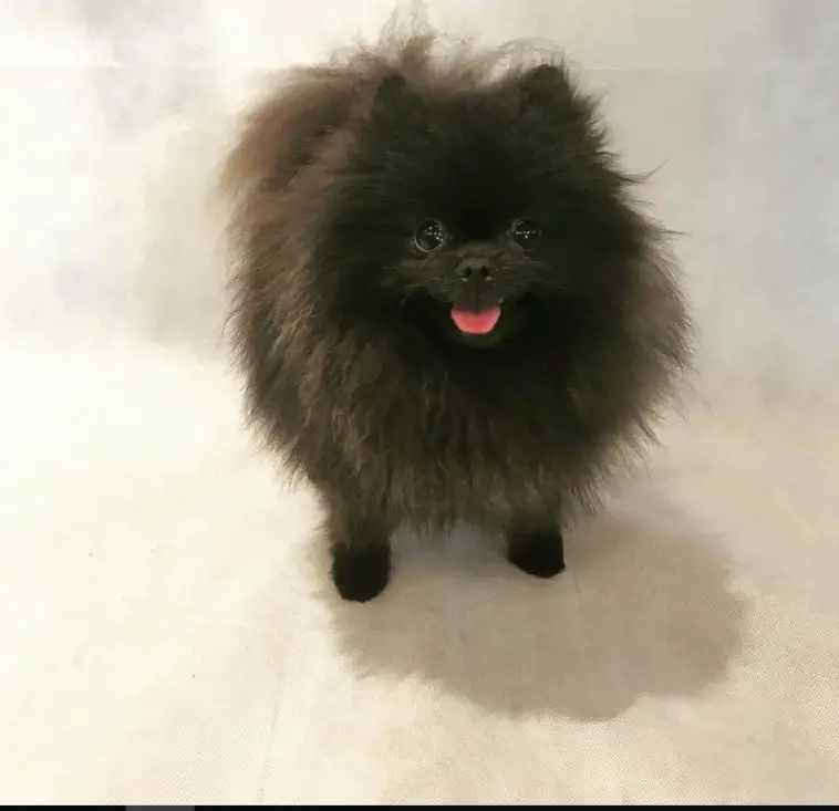 a teddy bear pomeranian