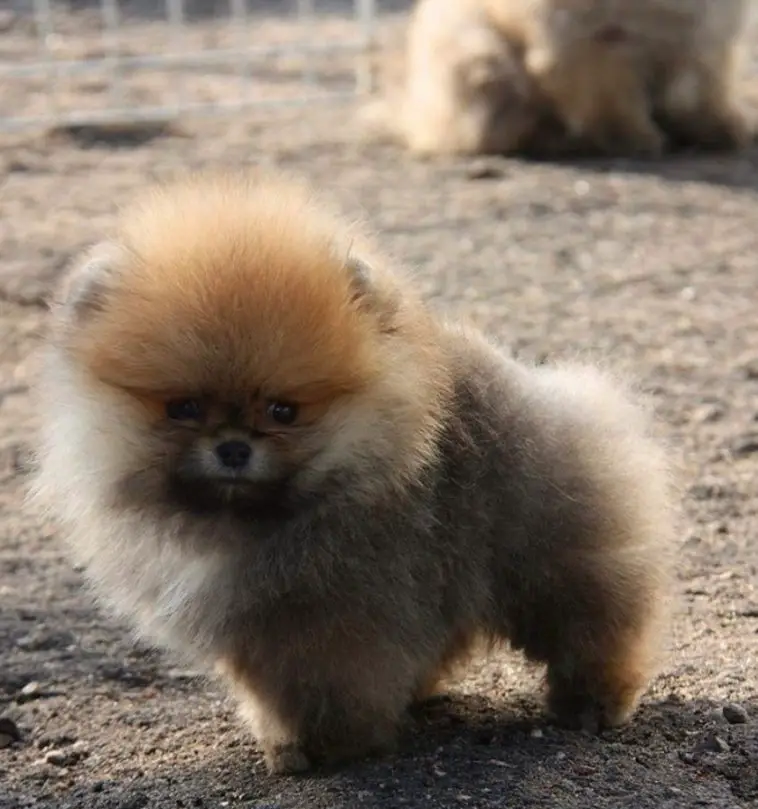 Pomeranian Dog Teddy Bear Cut