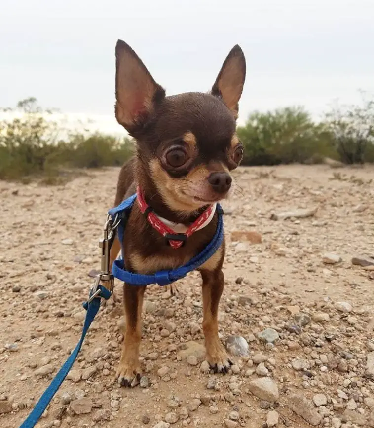 blue toy chihuahua