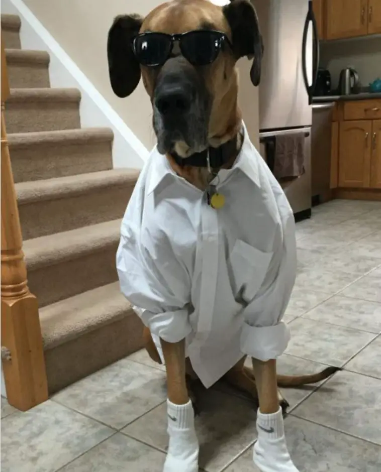 15 Trendy Great Dane Halloween Costumes - The Paws