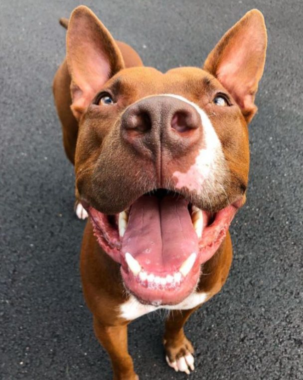 30 Cutest Red Nose Pitbull Pictures Ever - The Paws