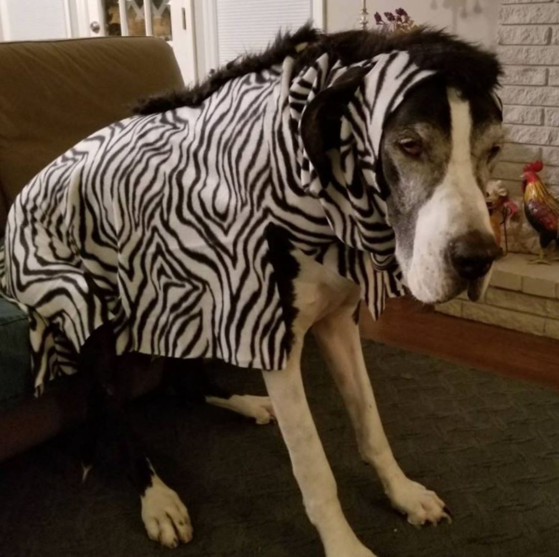 15 Trendy Great Dane Halloween Costumes - The Paws