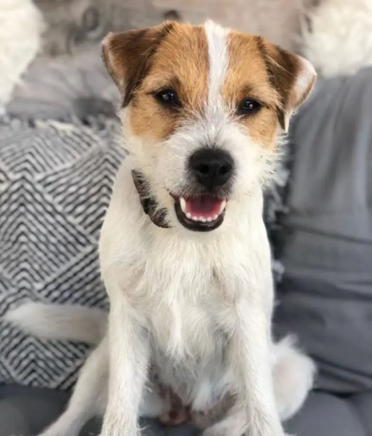 33 Cutest Parson Russell Terrier Pictures Ever - The Paws