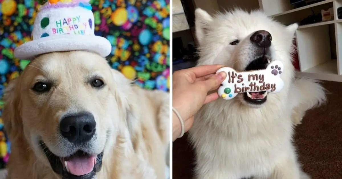 30+ Cute Dog Birthday Party Ideas - The Paws