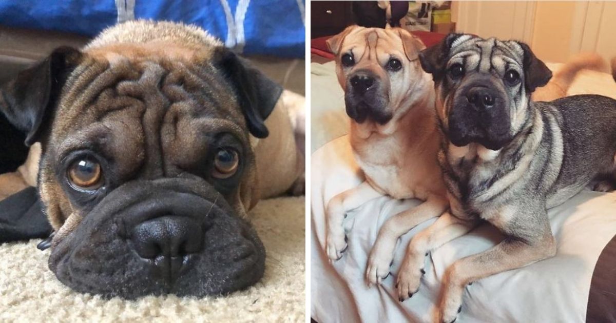 15 Pugs Mixed With Shar-Pei - The Paws