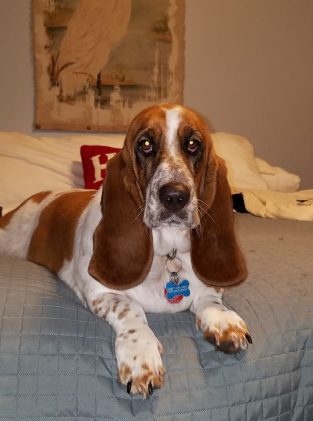 Top 100 Basset Hound Dog Names | The Paws