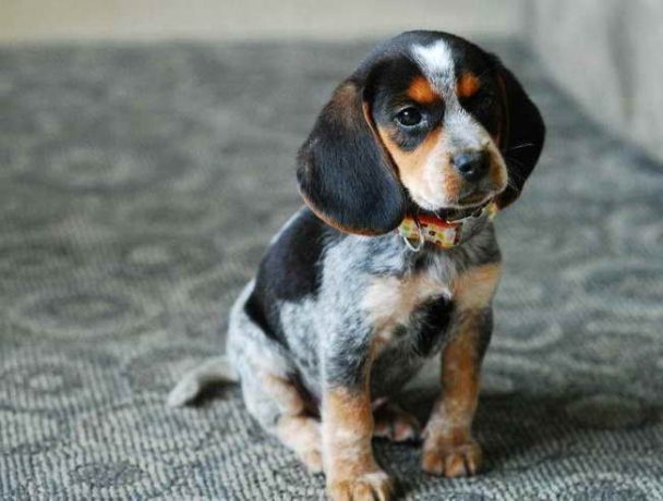 21 Beagles Mixed With Coonhound | The Paws