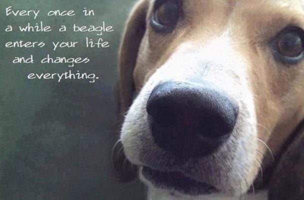 12 Best Beagle Quotes and Sayings | The Paws