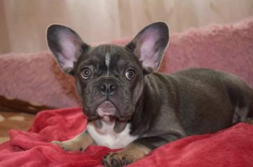 10+ Best French Bulldog Names - The Paws