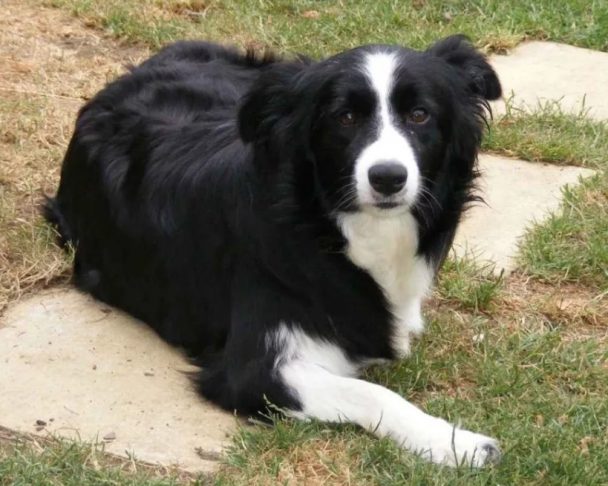 10+ Best Border Collie Dog Names - The Paws