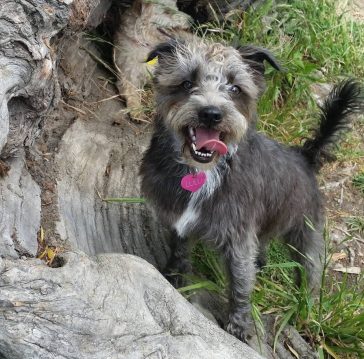 12 Poodles Mixed With Boston Terrier | The Paws