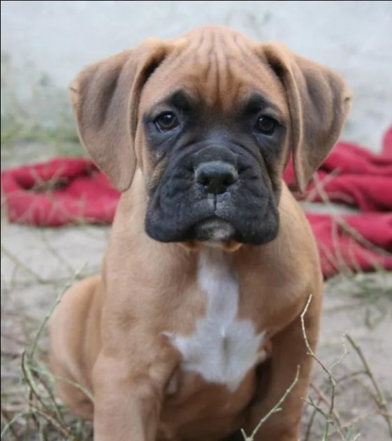 Top 100 Boy Boxer Puppy Name Ideas - The Paws