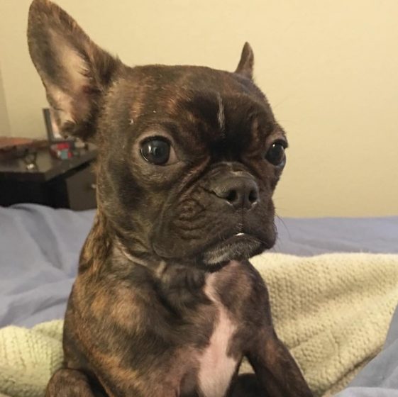 15 of the Cutest Brindle Boston Terrier Pics Ever | The Paws