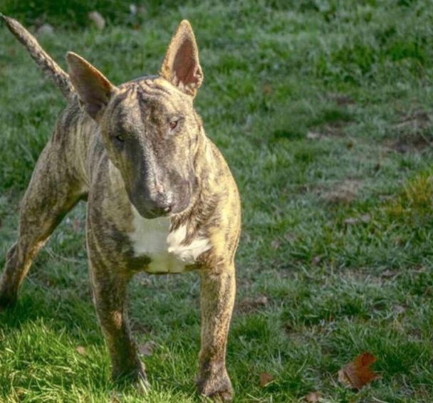 33 Cutest Brindle Bull Terrier Pictures Ever | The Paws