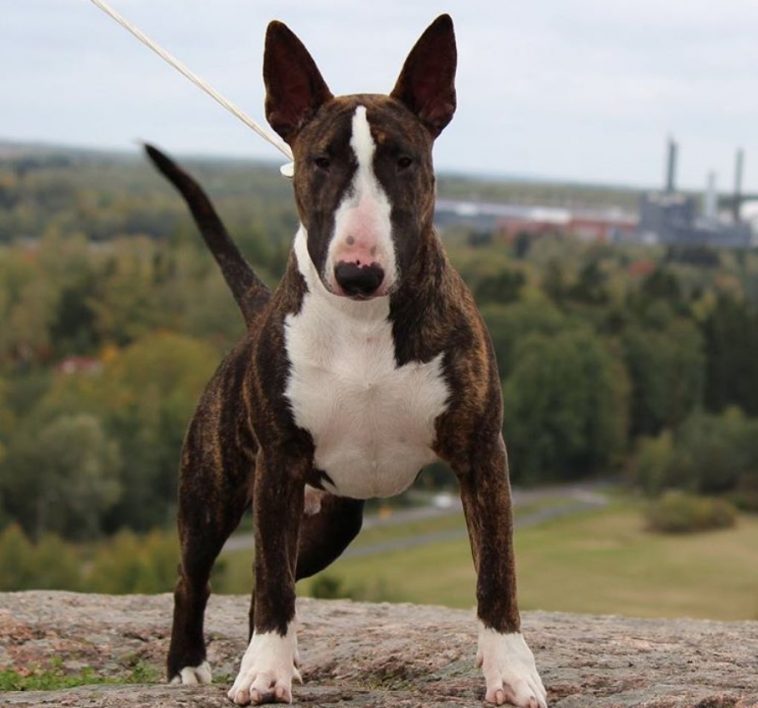 33 Cutest Brindle Bull Terrier Pictures Ever | Page 3 of 8 | The Paws