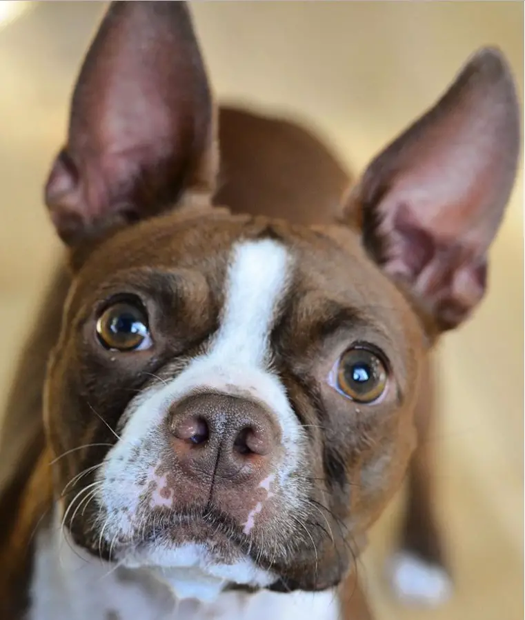Albums 91+ Images Pictures Of Brown Boston Terriers Superb