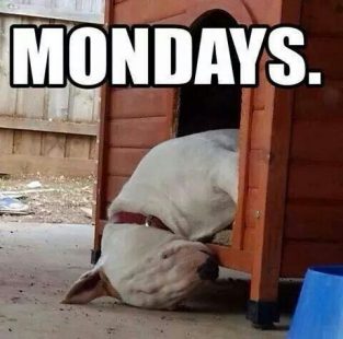 10 Best Bull Terrier Memes of All Time – The Paws