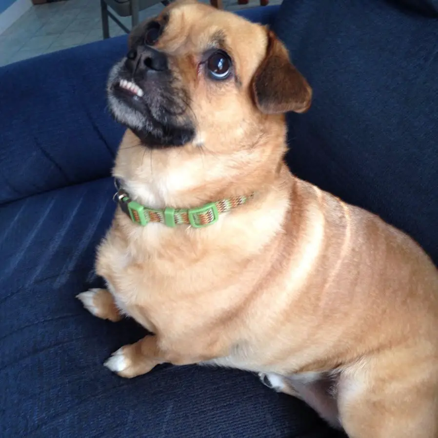 corgi puggle mix