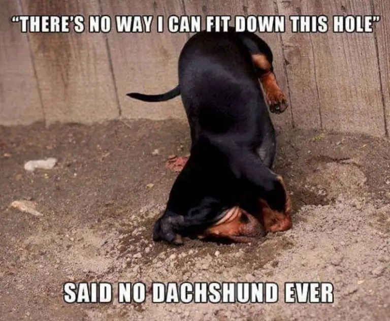 38 Best Dachshund Memes Of All Time The Paws