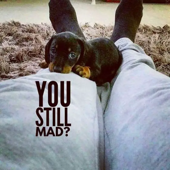 38 Best Dachshund Memes Of All Time The Paws