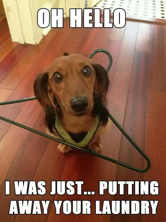 38 Best Dachshund Memes of All Time - The Paws
