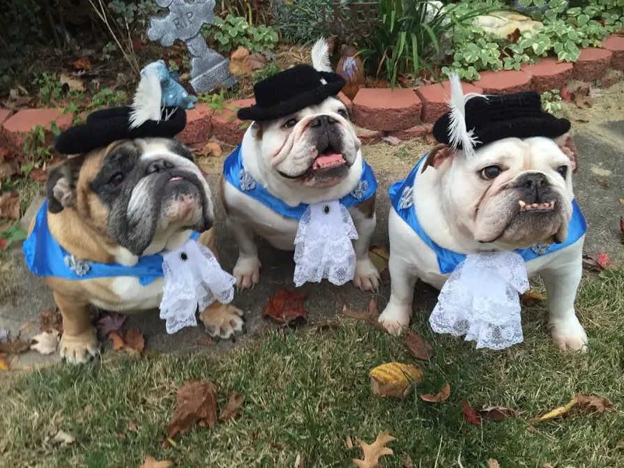 20 English Bulldogs Who Are Ready For Halloween Page 7 of 7 The Paws