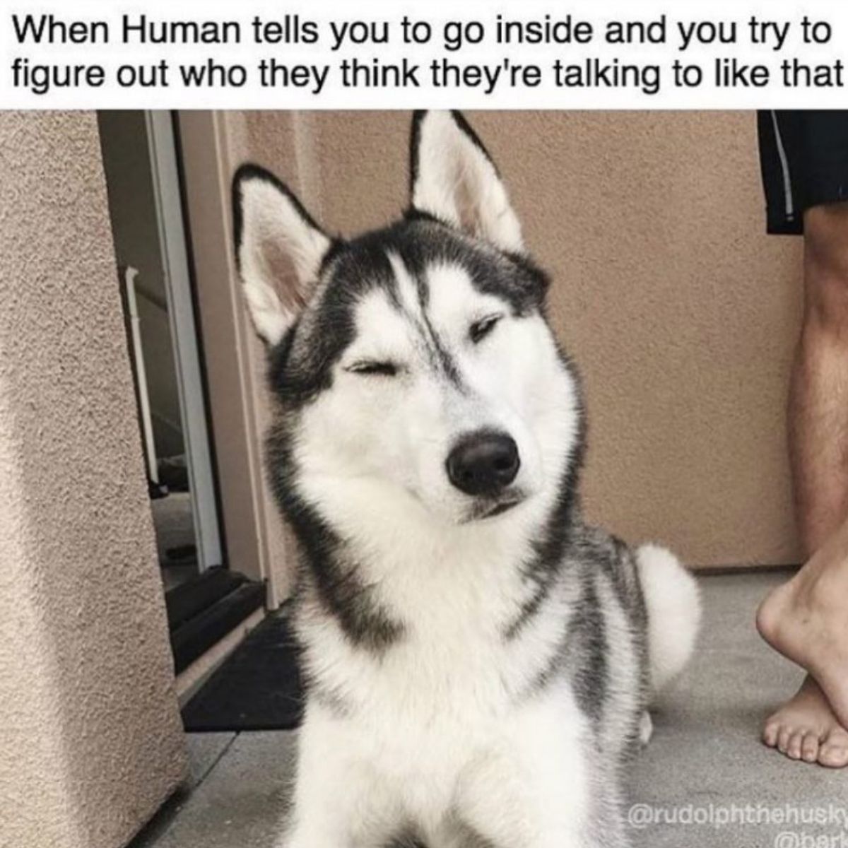 35 Best Siberian Husky Memes of All Time - The Paws