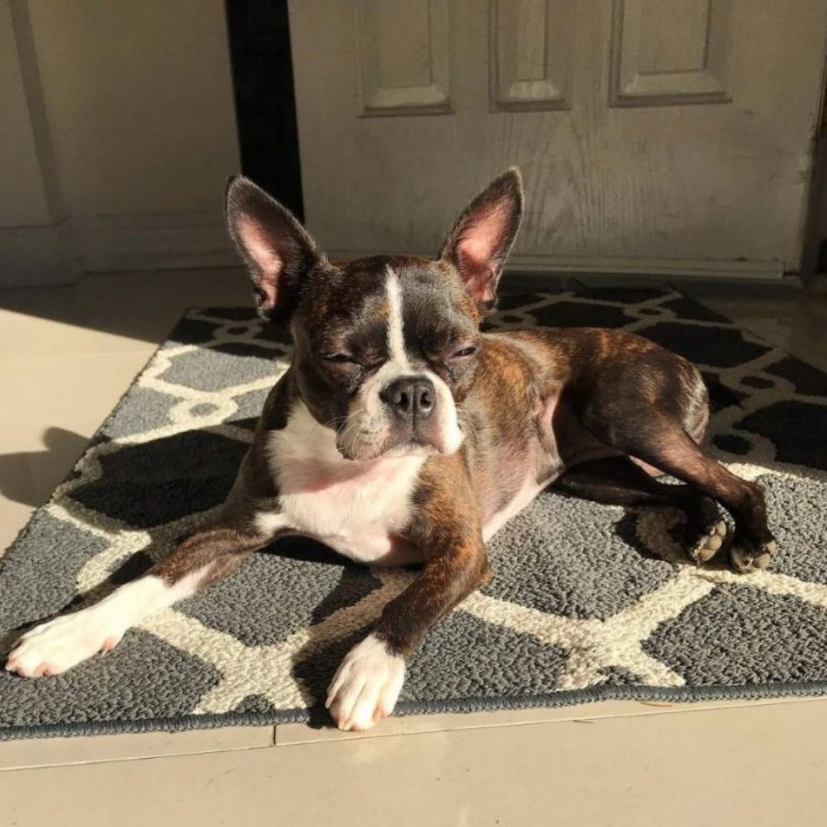 15 of the Cutest Brindle Boston Terrier Pics Ever - The Paws