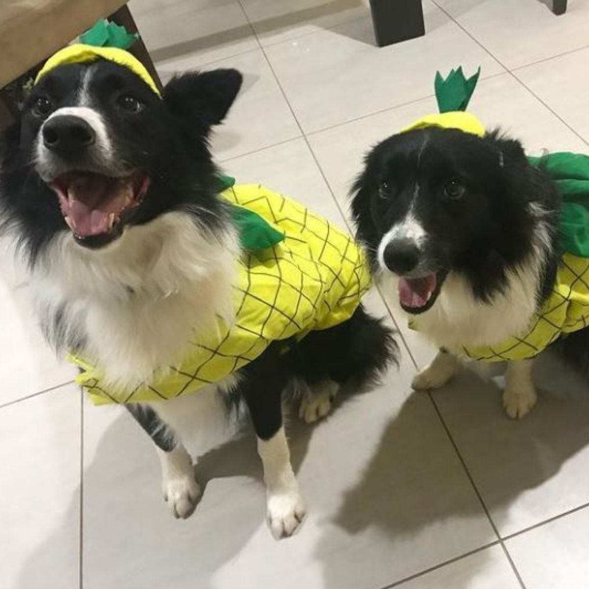 border collie dressed up