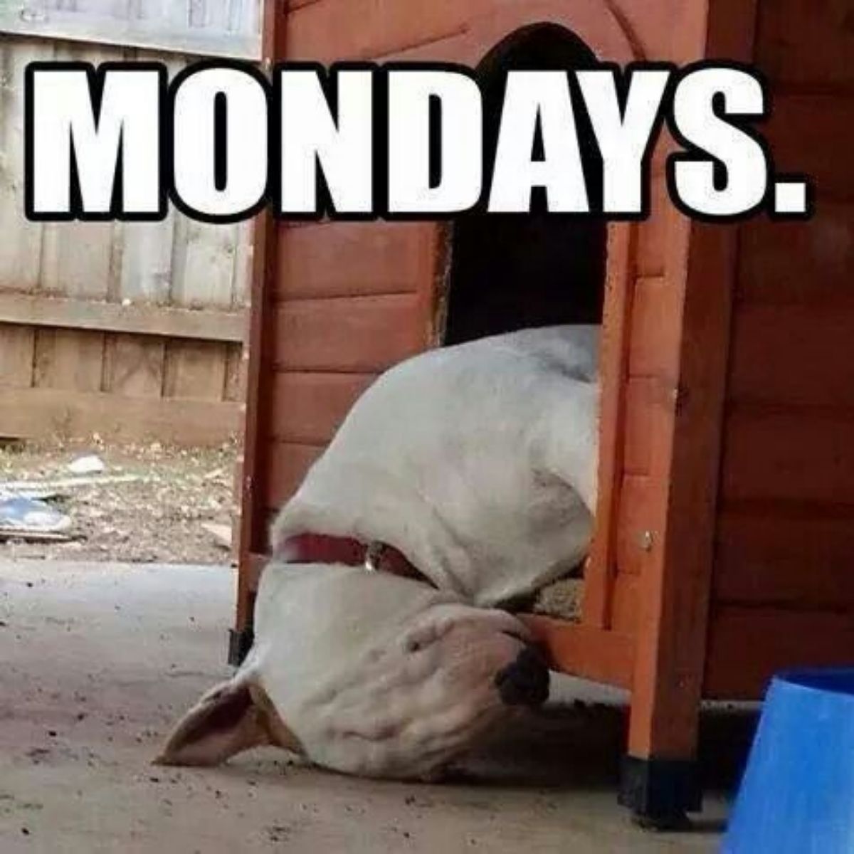 10 Best Bull Terrier Memes Of All Time The Paws 