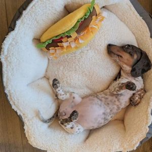 50+ Best Dog Bed Ideas and Designs