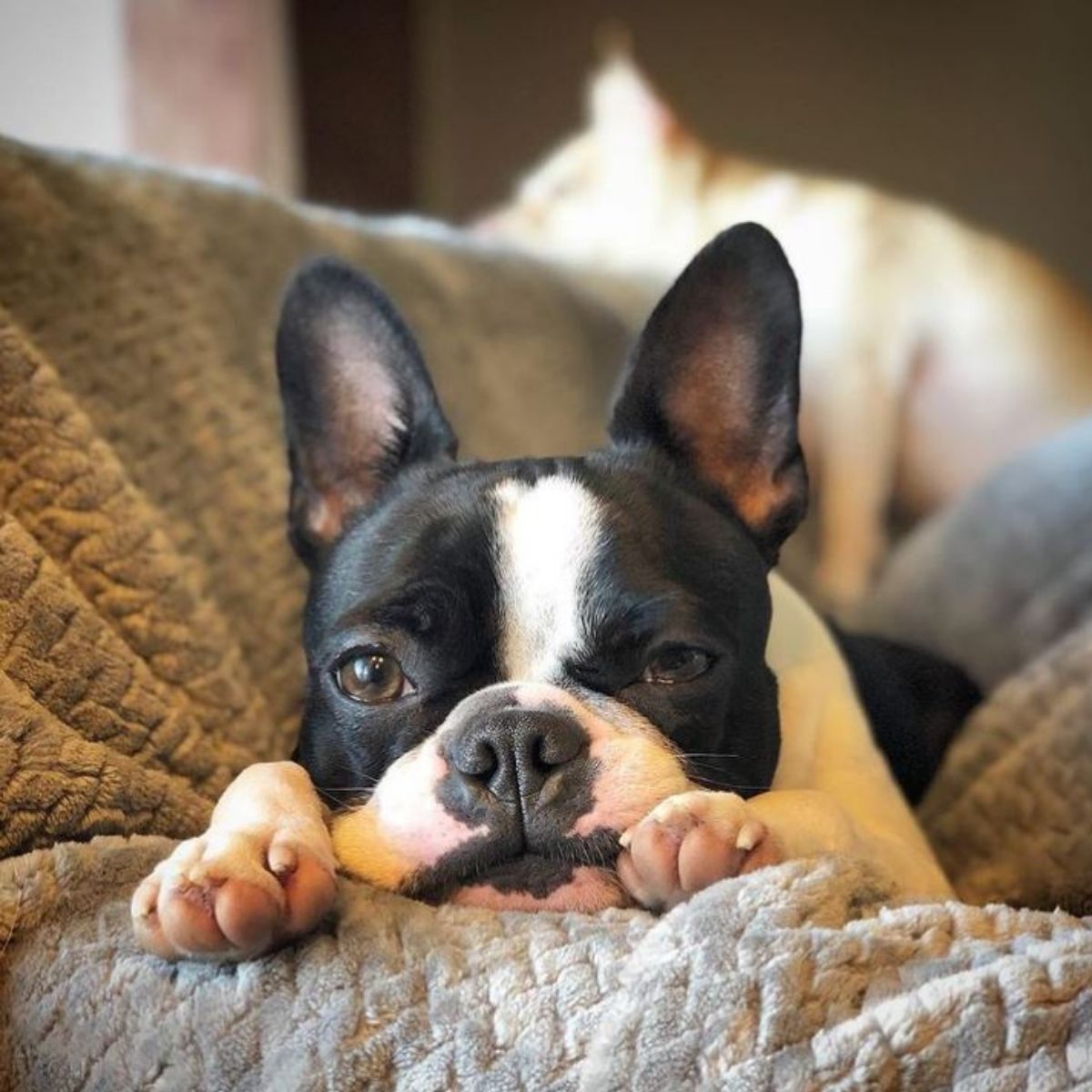 18 French Bulldogs Mixed With Boston Terrier - The Paws
